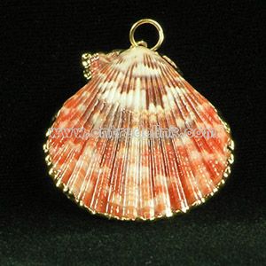 Real Shell Pendant with Gold Binding