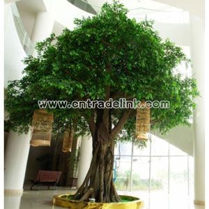 Big Ficus Tree